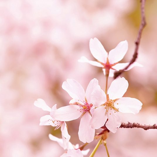 CHERRY BLOSSOM FRAGRANCE: Elegant blend of cherry blossoms and white cashmere. TOP NOTES: Strawberry, Kiwi, Peach, Cherry, Pineapple, Watermelon MID NOTES: Cherry Blossom, Lilies, Sweet Pea, Lilly of the Valley BASE NOTES: Fresh Musk