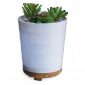 Potted Succulent Medium Ultra Sonic Diffuser
